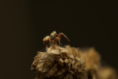 Salticidae