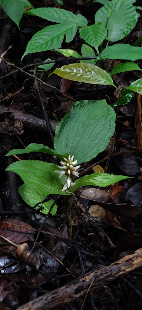 Tropidia angulosa