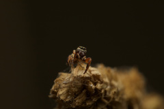 Salticidae