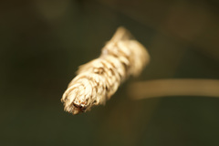 Salticidae