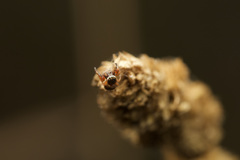 Salticidae
