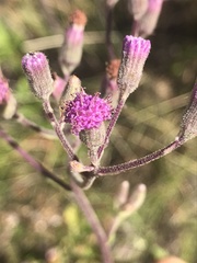 Senecio purpureus