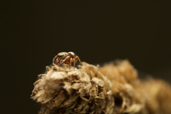 Salticidae