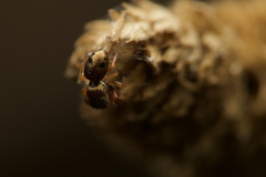Salticidae