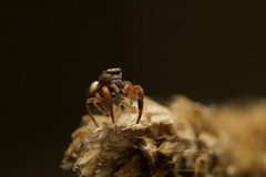 Salticidae