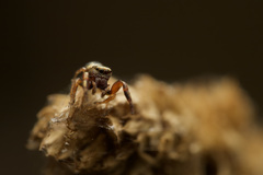 Salticidae