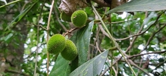 Otonephelium stipulaceum