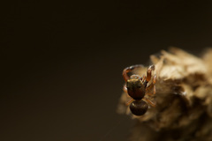 Salticidae