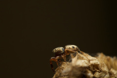 Salticidae