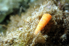 Seila crocea