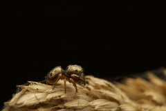 Salticidae