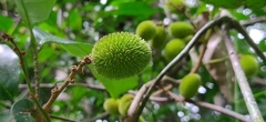 Otonephelium stipulaceum
