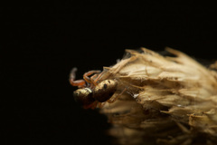 Salticidae