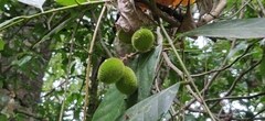 Otonephelium stipulaceum