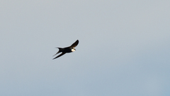 Cheramoeca leucosterna