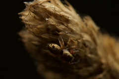 Salticidae
