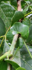 Otonephelium stipulaceum