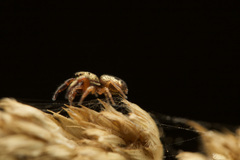 Salticidae