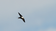 Cheramoeca leucosterna