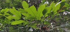 Otonephelium stipulaceum