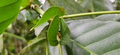 Otonephelium stipulaceum