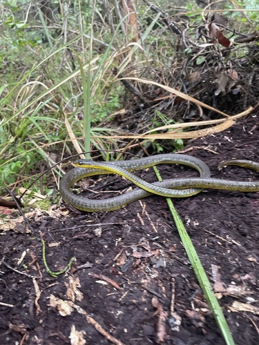 Common Tree Snake sighting