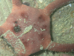 Ophiopsammus maculata