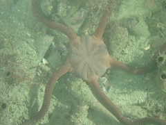 Ophiopsammus maculata