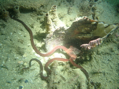 Ophiopsammus maculata