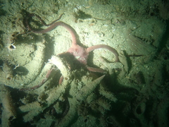 Ophiopsammus maculata