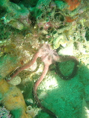 Ophiopsammus maculata