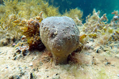 Irciniidae