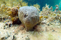 Irciniidae