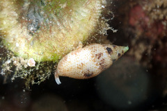 Mitrella semiconvexa