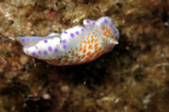 Chromodoris ambigua