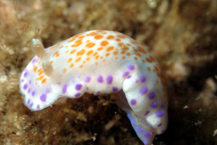 Chromodoris ambigua