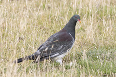 Hemiphaga chathamensis