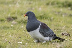 Hemiphaga chathamensis