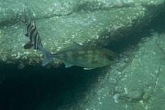 Seriola hippos