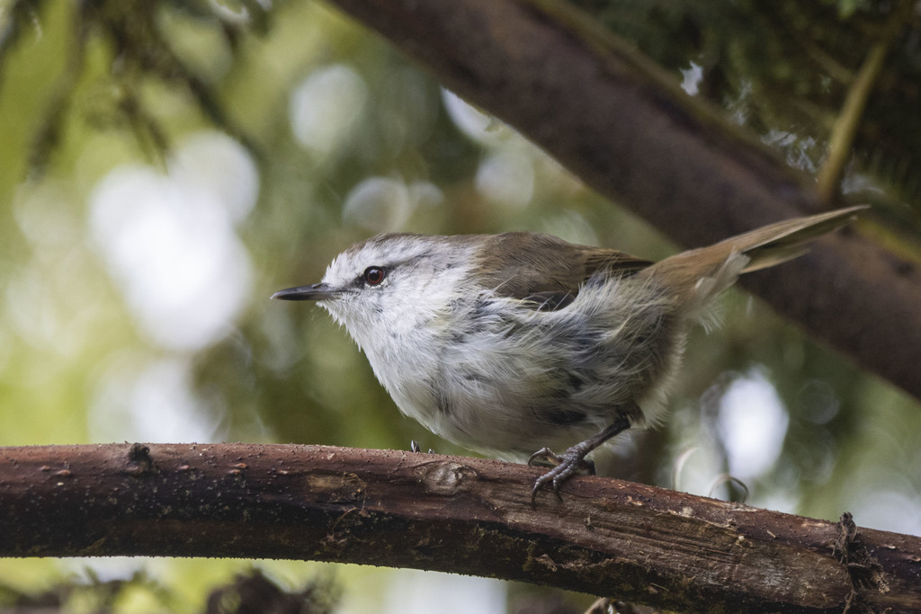 Chatham Islands Gerygone photo