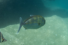 Seriola hippos