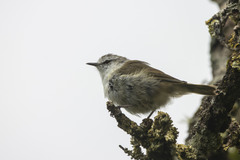 Gerygone albofrontata