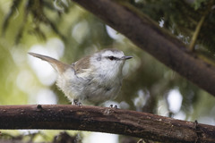 Gerygone albofrontata