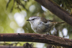 Gerygone albofrontata