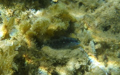 Asterropteryx semipunctata