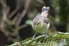 Gerygone albofrontata