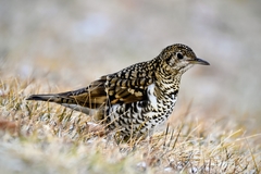 Zoothera aurea
