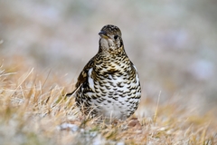 Zoothera aurea