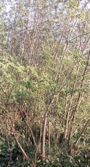 Aeschynomene elaphroxylon