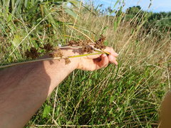 Juncus edgariae